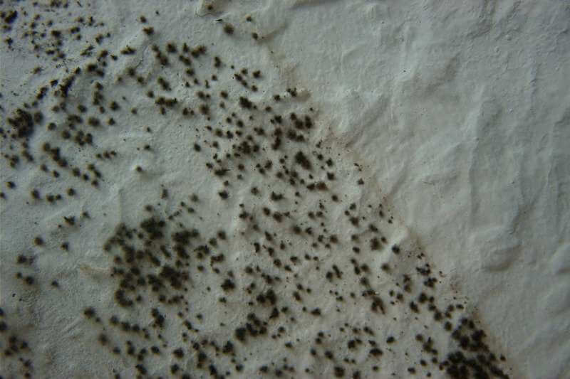 Innenraumschadstoffe - Schimmel und Schwammpilz - Tapete